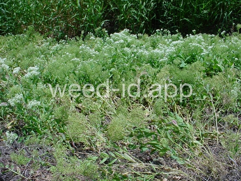 cress, hoary